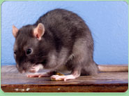 rat control Sheffield