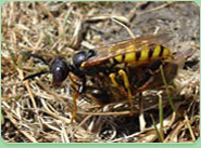 wasp control Sheffield